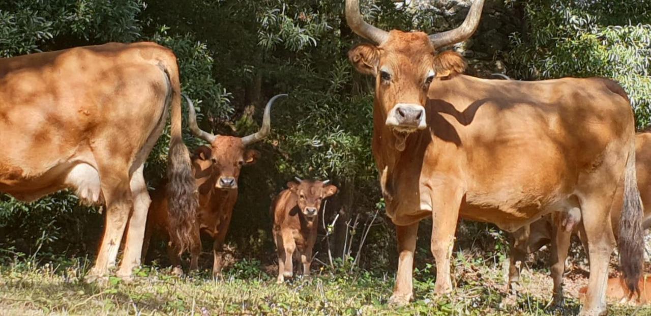 Quinta Da Quinta Daire Vieira do Minho Dış mekan fotoğraf